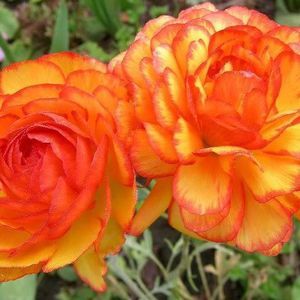 Meet your Posher, Carline